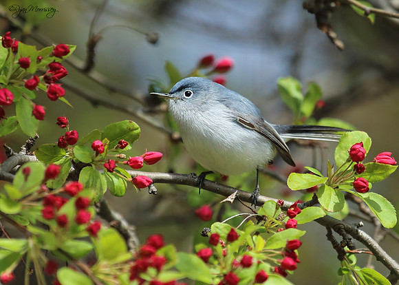 Blue-Gray Gnatcatcher