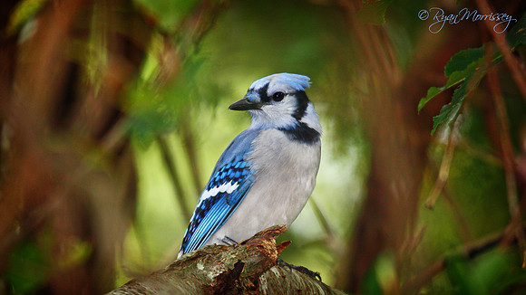 The Blue Ghost - Bluejay