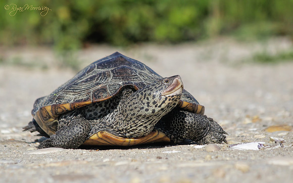 Diamondback Terrapin