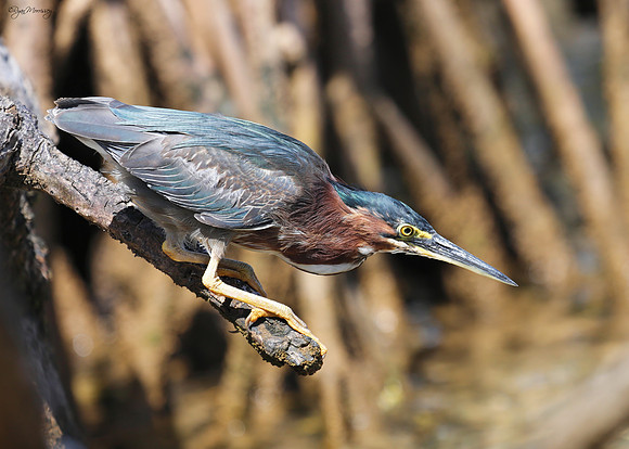 Green Heron
