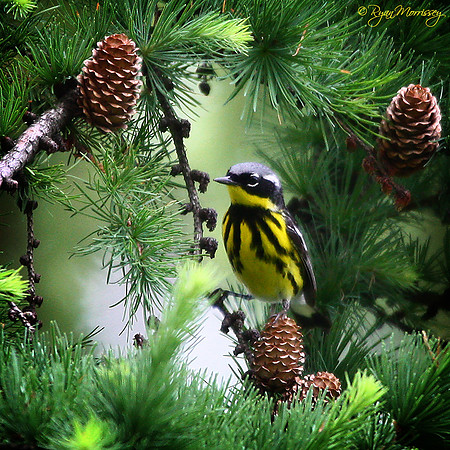 Magnolia Warbler