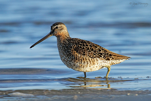 Short Billed Dowitcher