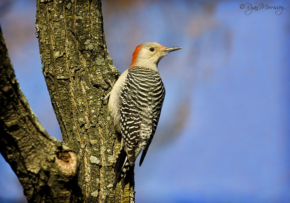 Red Breasted Woodpecker