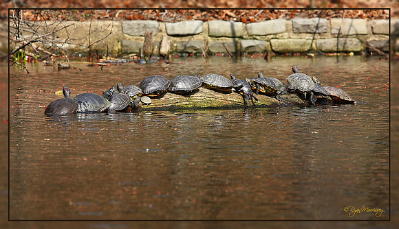 Urban Congestion
