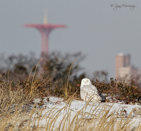 Snowy Owl Coney Island