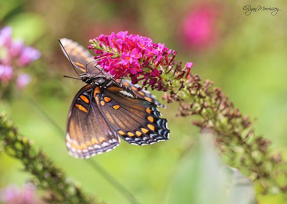 Red Spotted Purple