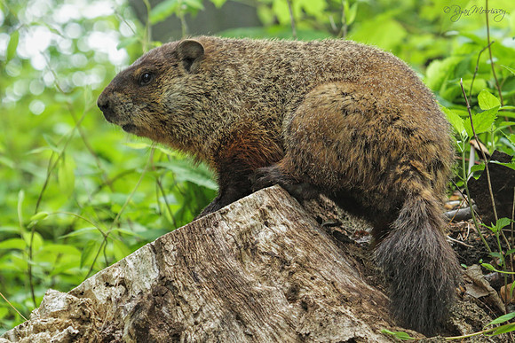 Groundhog