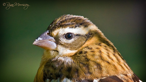 Female Rose-Breasted Grosbeak