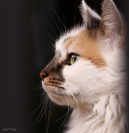 Cat Profile