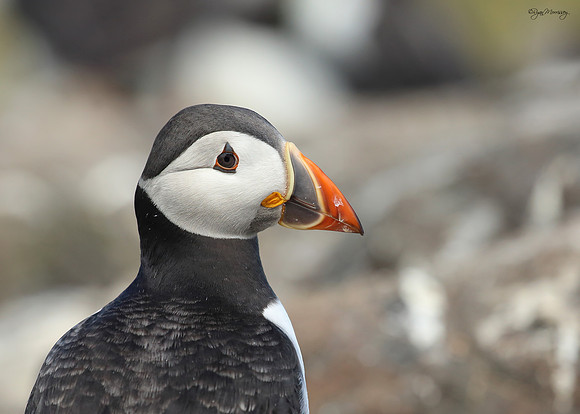Puffin Portrait