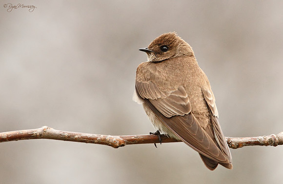 Northern Rough-Winged Swallow