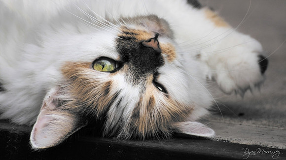 Purrry