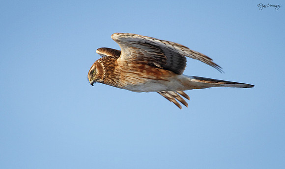 Northern Harrier,