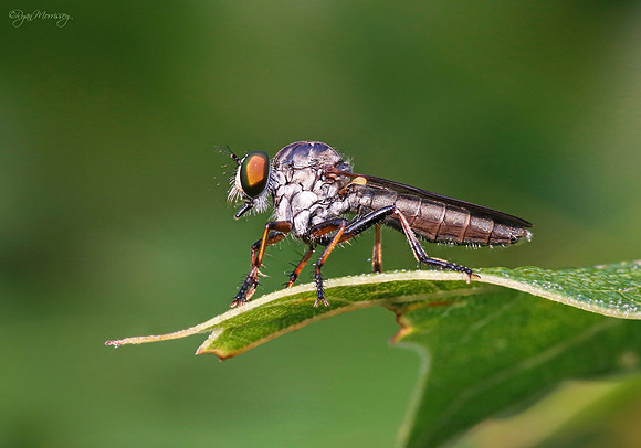 Robber Fly