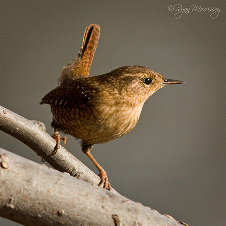 Winter Wren
