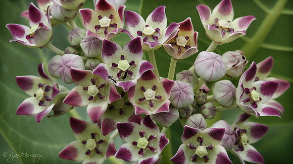 Milkweed