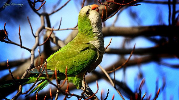 Monk Parakeet