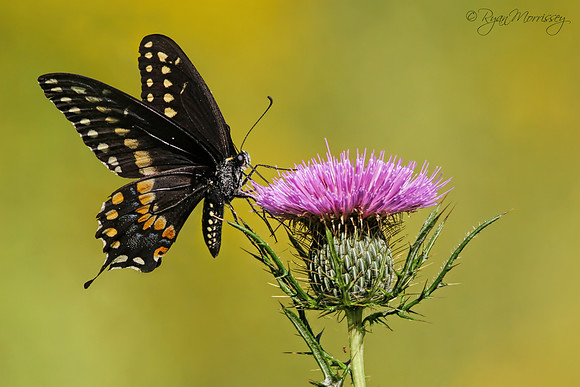Thistle and Swallowtail