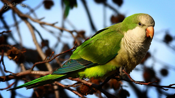 Monk Parakeet