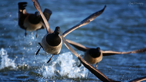 Brant takeoff
