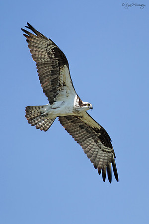 Osprey