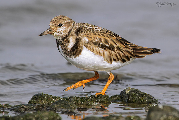 Ruddy Turnstone
