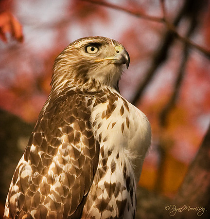 Red Tailed Hawk