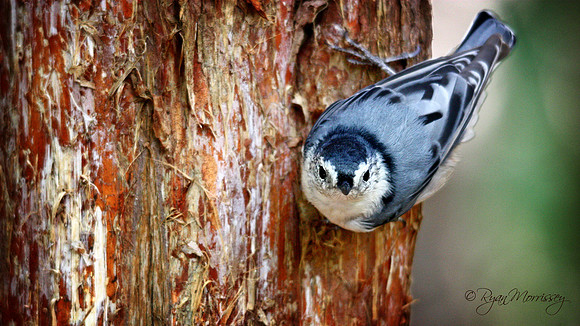 Nuthatch