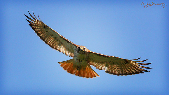 Red Tailed Hawk