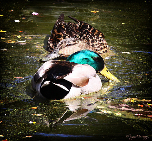 Love Ducks