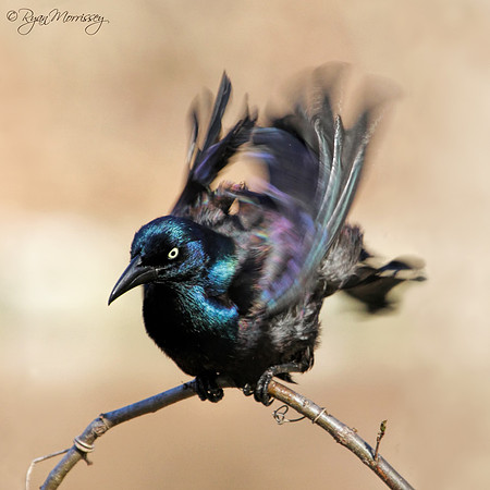 Mambo del Grackle
