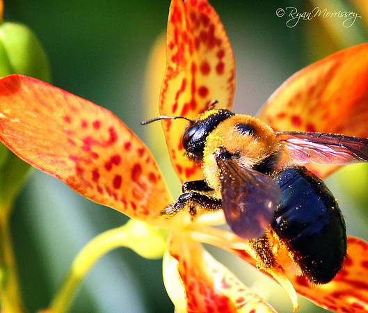 Carpenter Bee