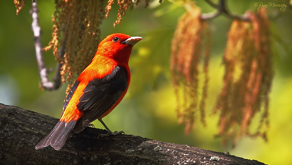 Into the Light - Scarlet Tanager