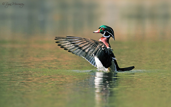 Wood Duck Drake