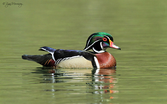 Wood Duck Profile