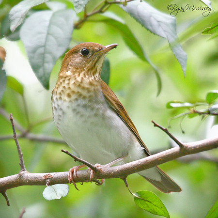 Veery
