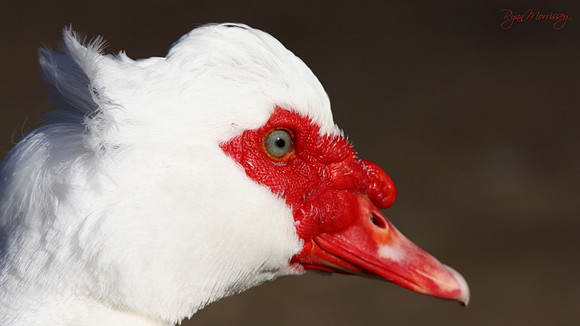 Muscovy Duck