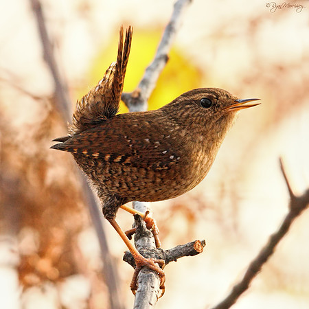 Winter Wren