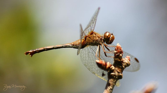 Meadowhawk Dragonfly