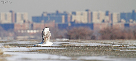 Urban Owl Vista