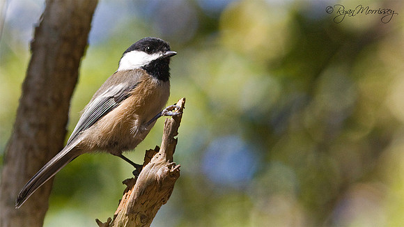 Chickadee