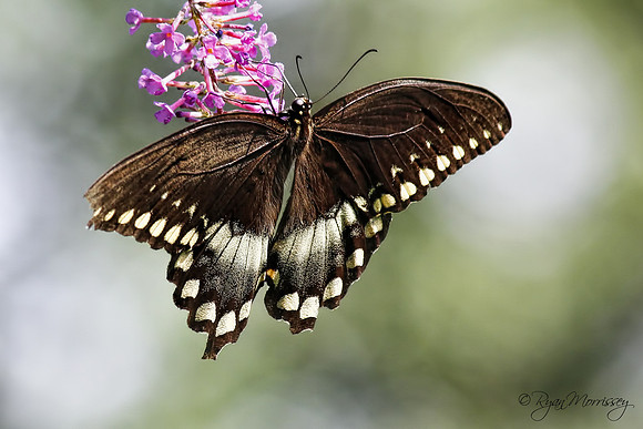 Bush Swallowtail Butterfly