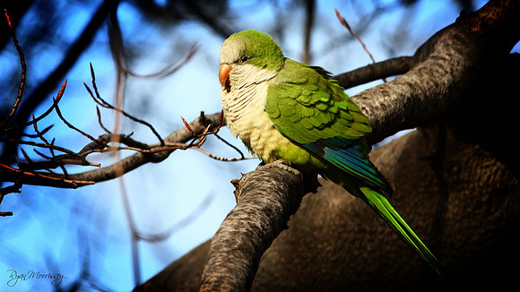 Monk Parakeet