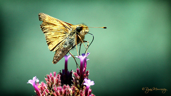 Skipper Butterfly