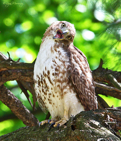 Astounded Hawk