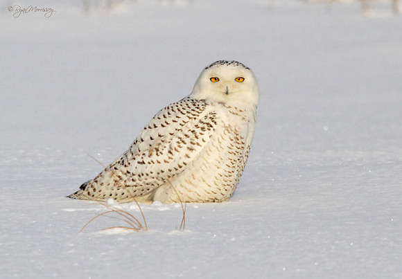 Snowy Stare