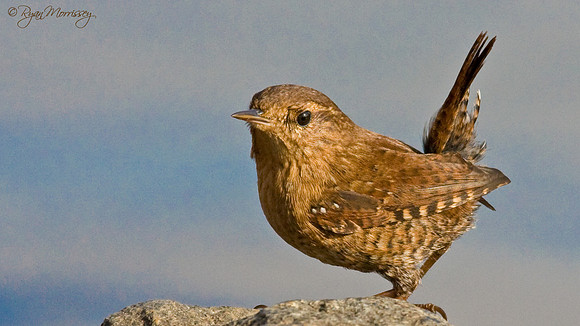 Winter Wren