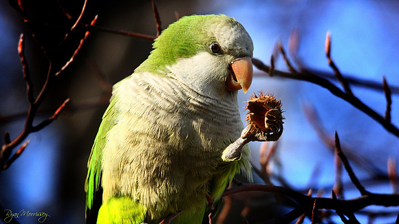 Alas poor Uric - Monk Parakeet