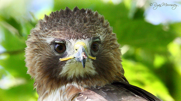 Red Tailed Adult Portrait