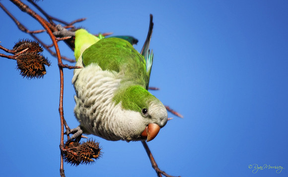 Just Hanging - Monk Parakeet